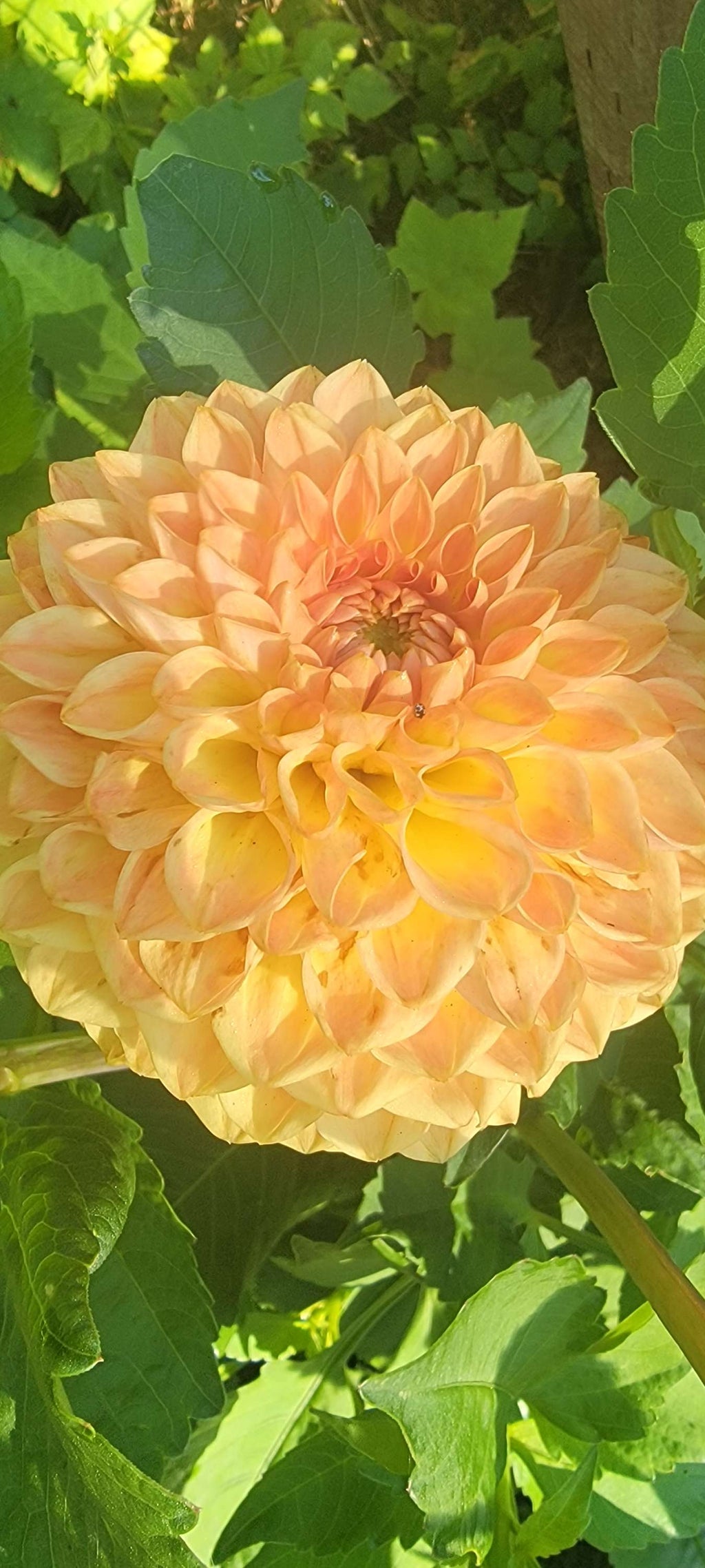 BLYTON SOFTER GLEAM image 2