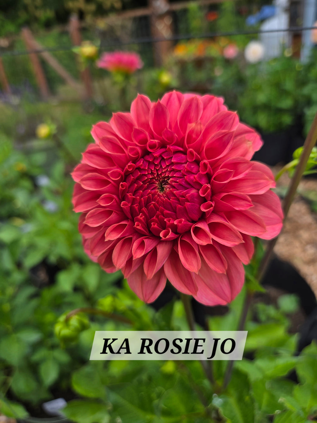 ROSIE JO image 0