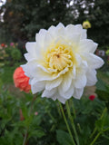 CB'S CASTAWAY/NOID WHITE image 0