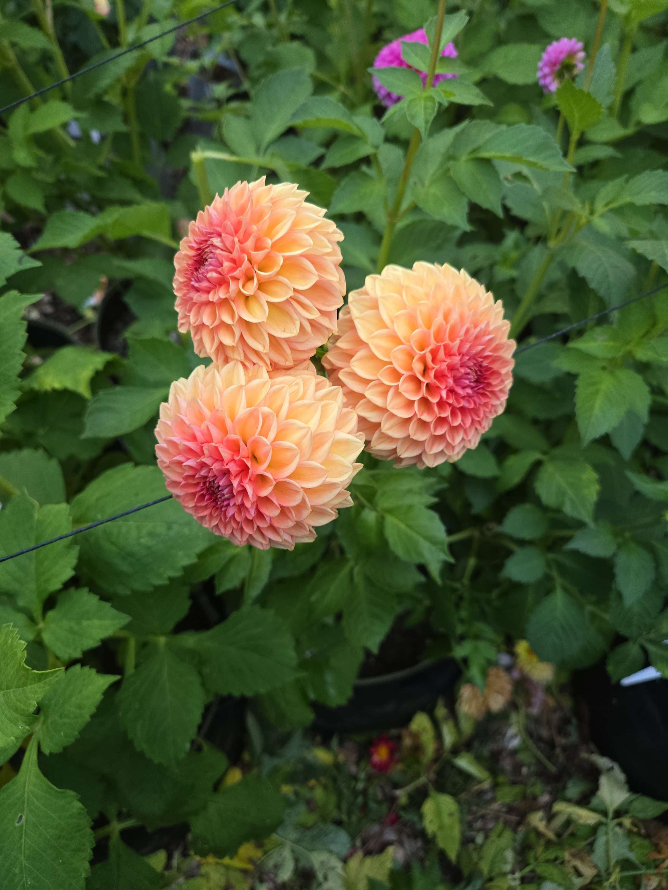 FERNCLIFF APRICOT image 1