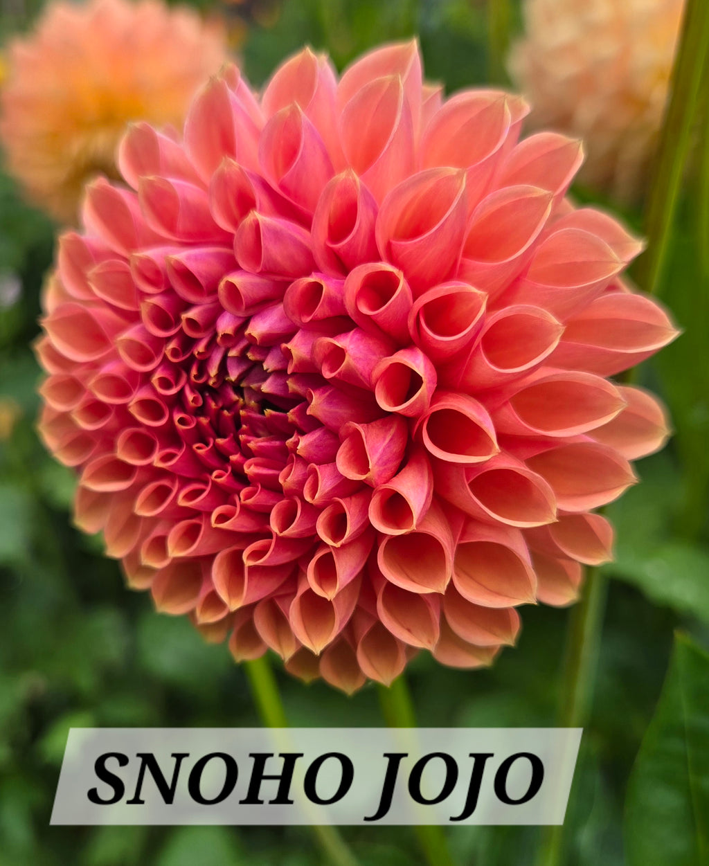 SNOHO JOJO image 0