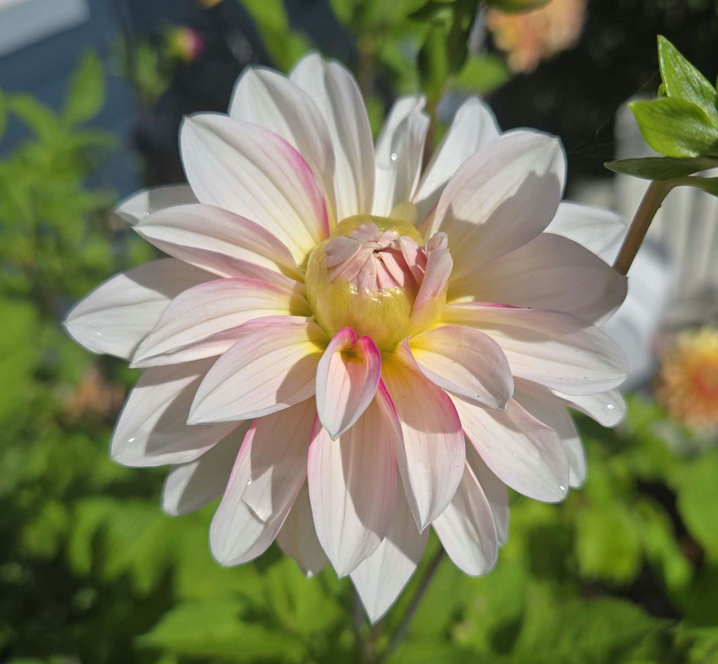 BUDAPEST BLUSH image 0