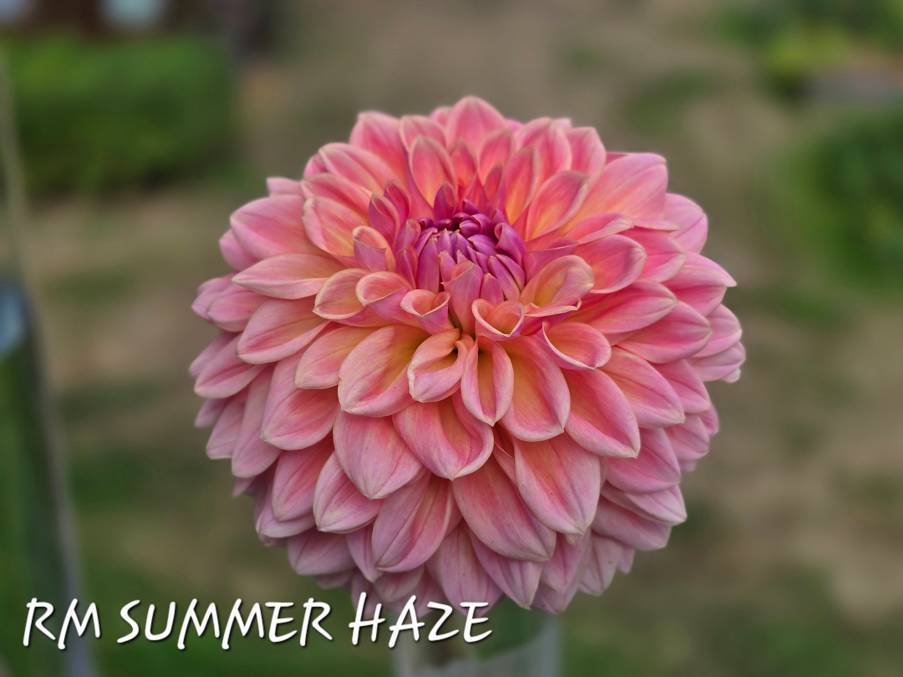 RM SUMMER HAZE image 0