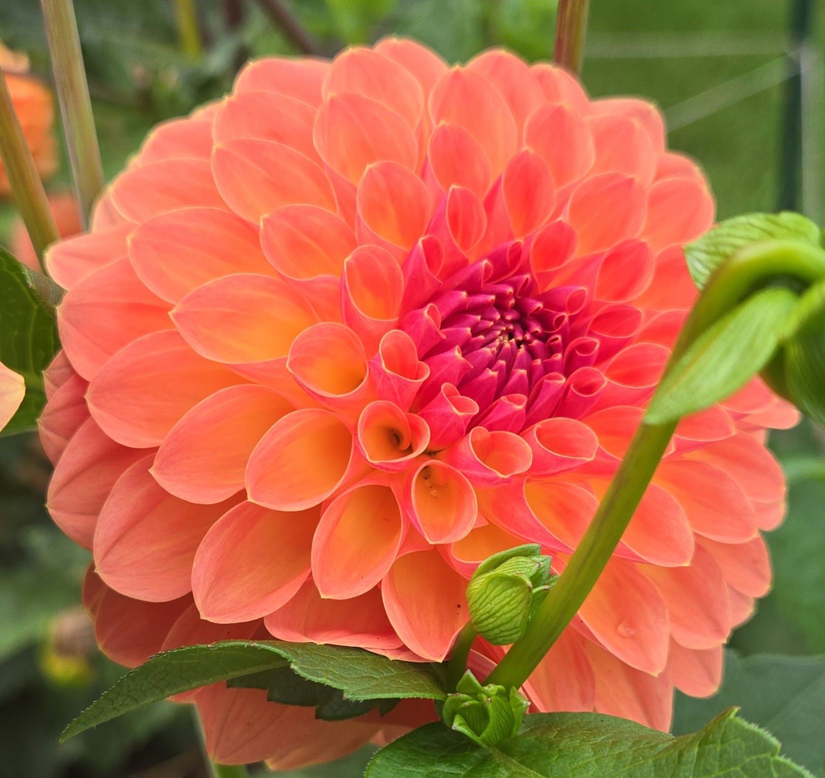 ORANGE BREEZE image 3