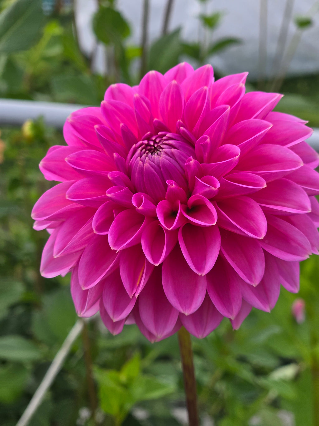 PINK SYLVIA image 0