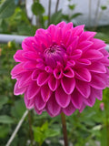 PINK SYLVIA image 0
