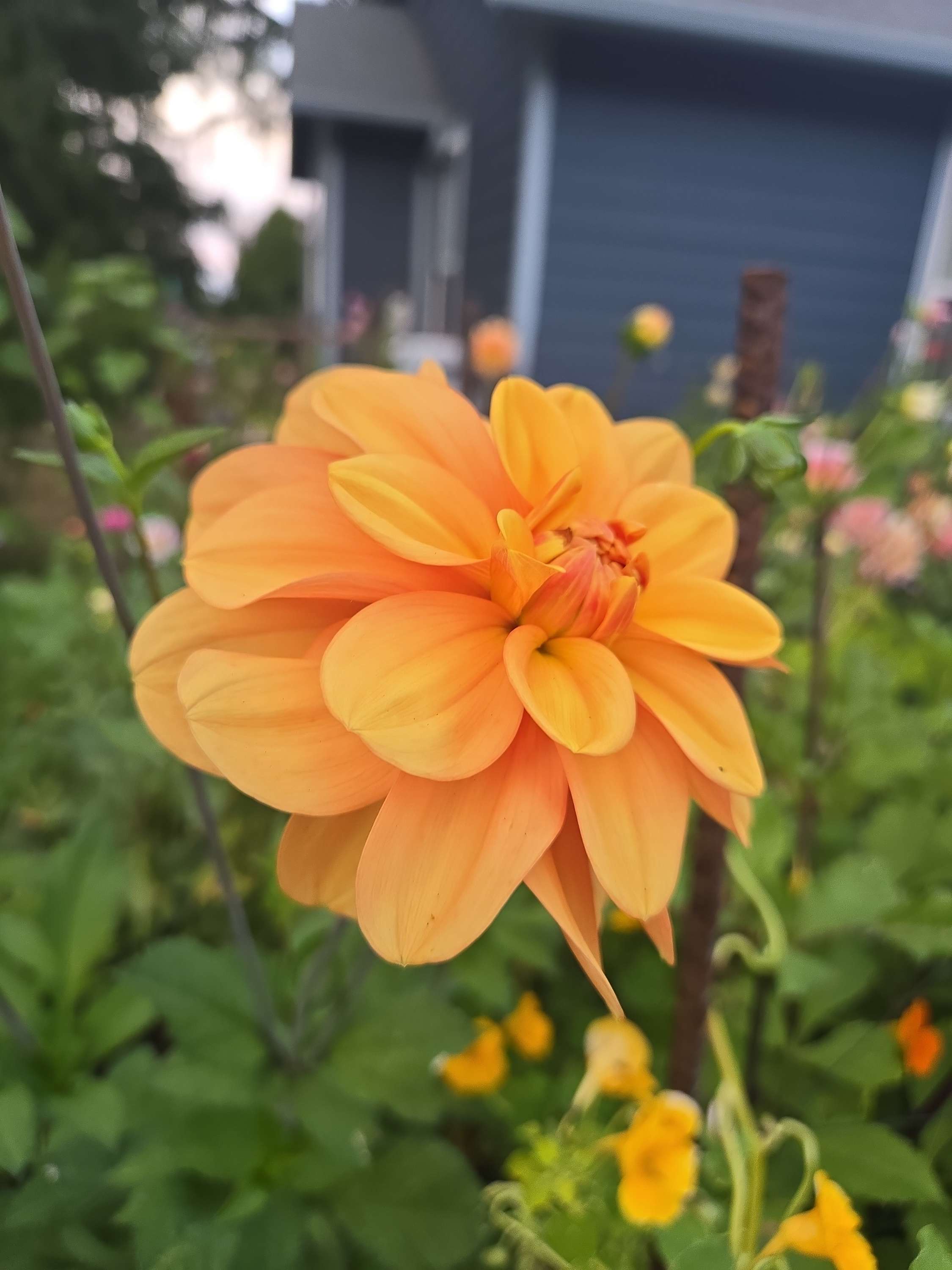 APRICOT DESIRE image 0