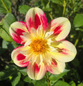 ASHPIRE FANCY image 0
