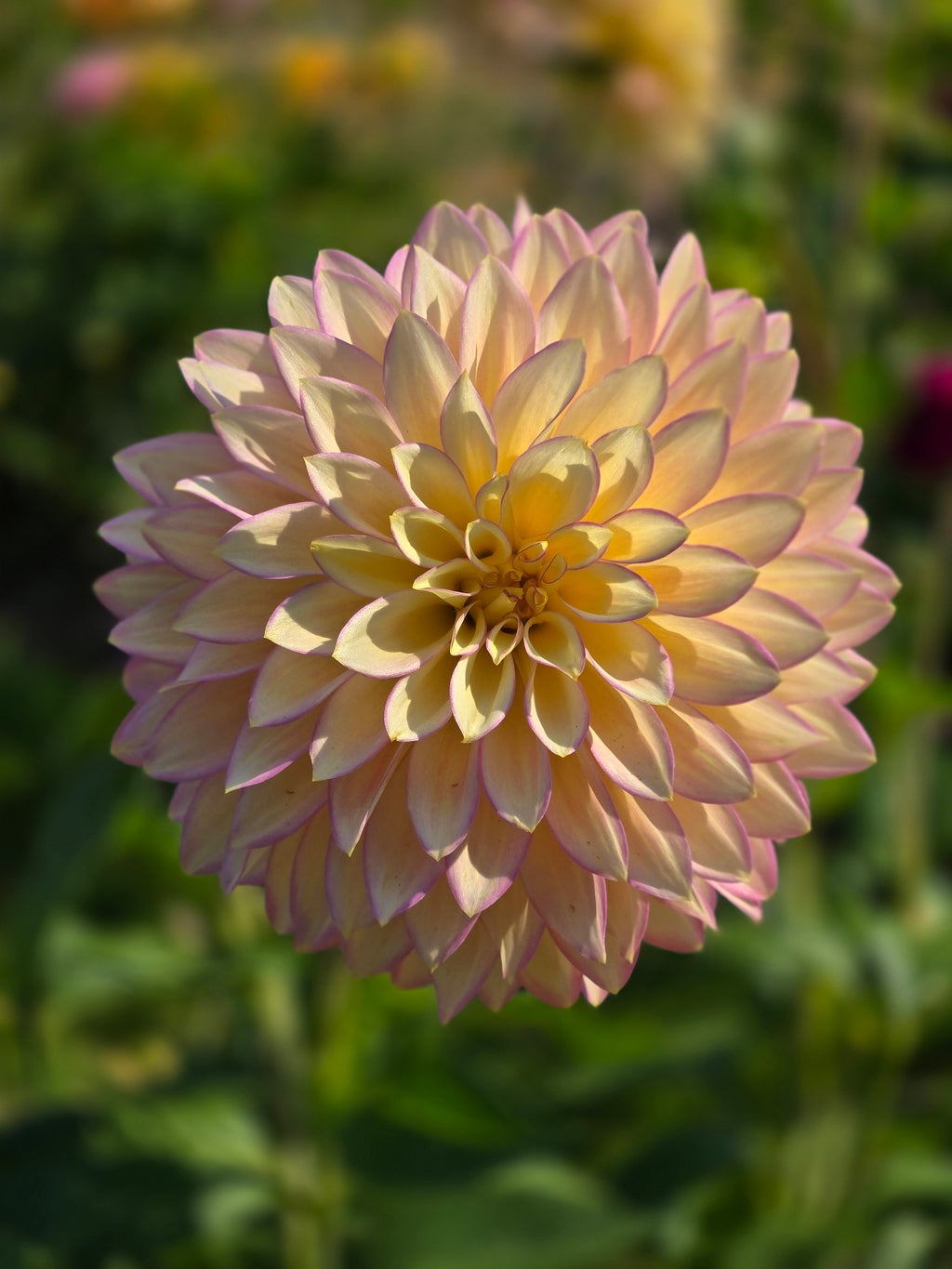 BLOOMQUIST BLUSH image 2