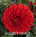 AUDREY GRACE image 0
