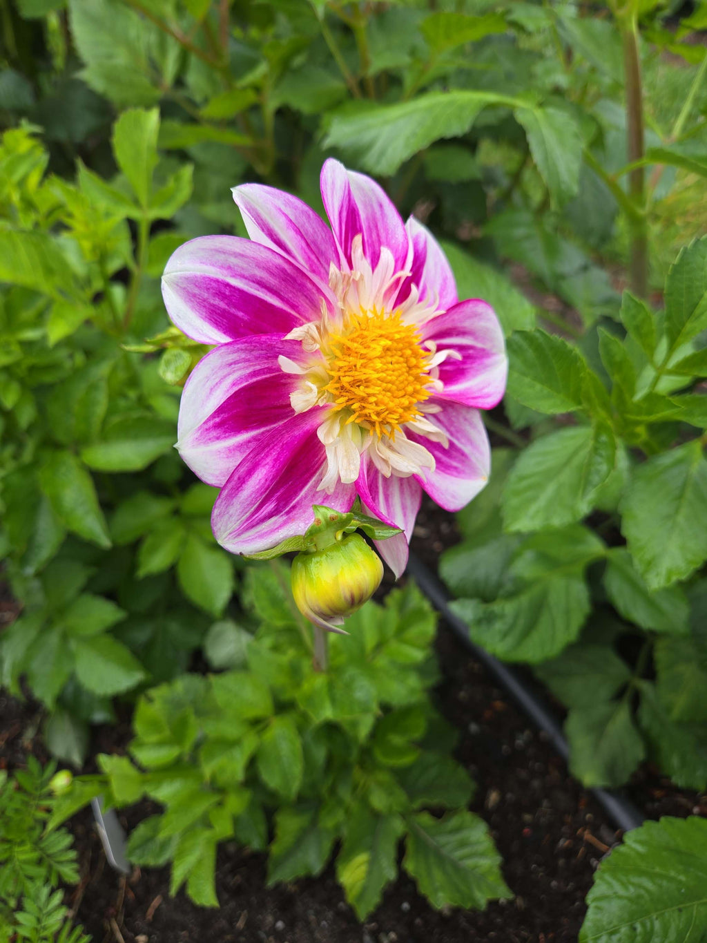 APOPA BEAUTY image 1