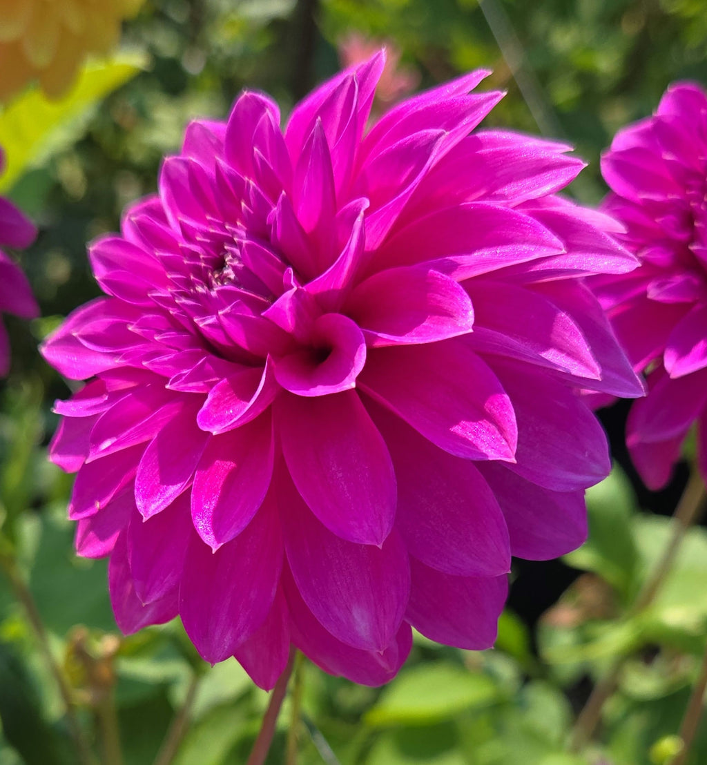 BLOOMQUIST RUBY image 0