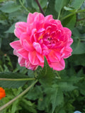 CAROLYN WAGNER image 0
