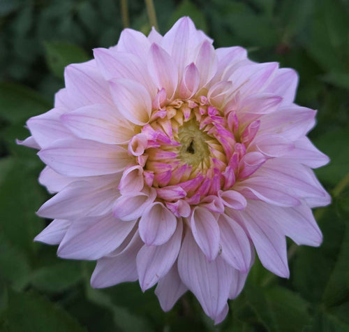 BLOOMQUIST COMPARE image 0
