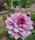 CREME DE CASSIS image 0