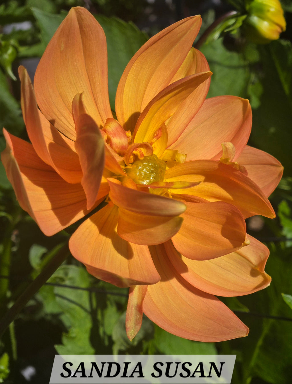 SANDIA SUSAN image 2