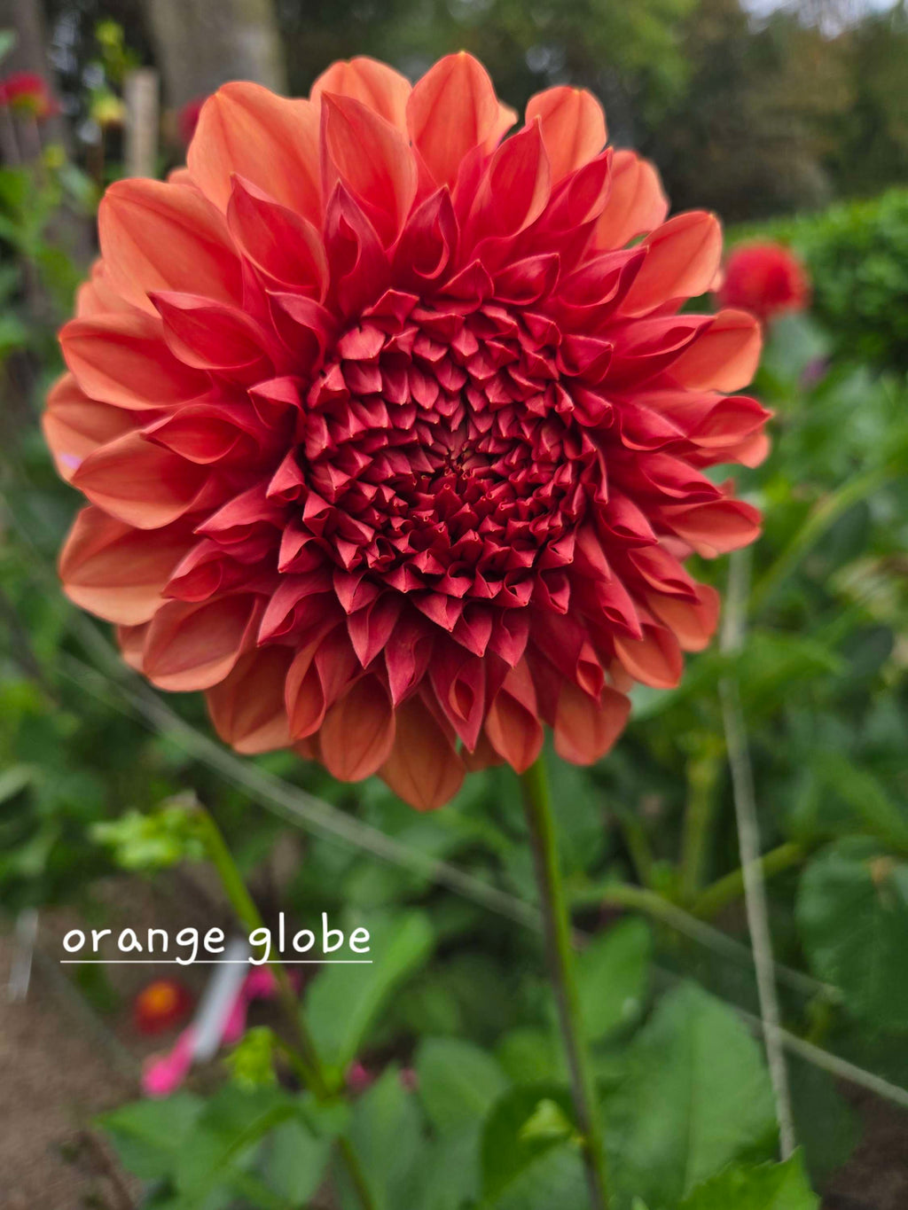 ORANGE GLOBE image 2