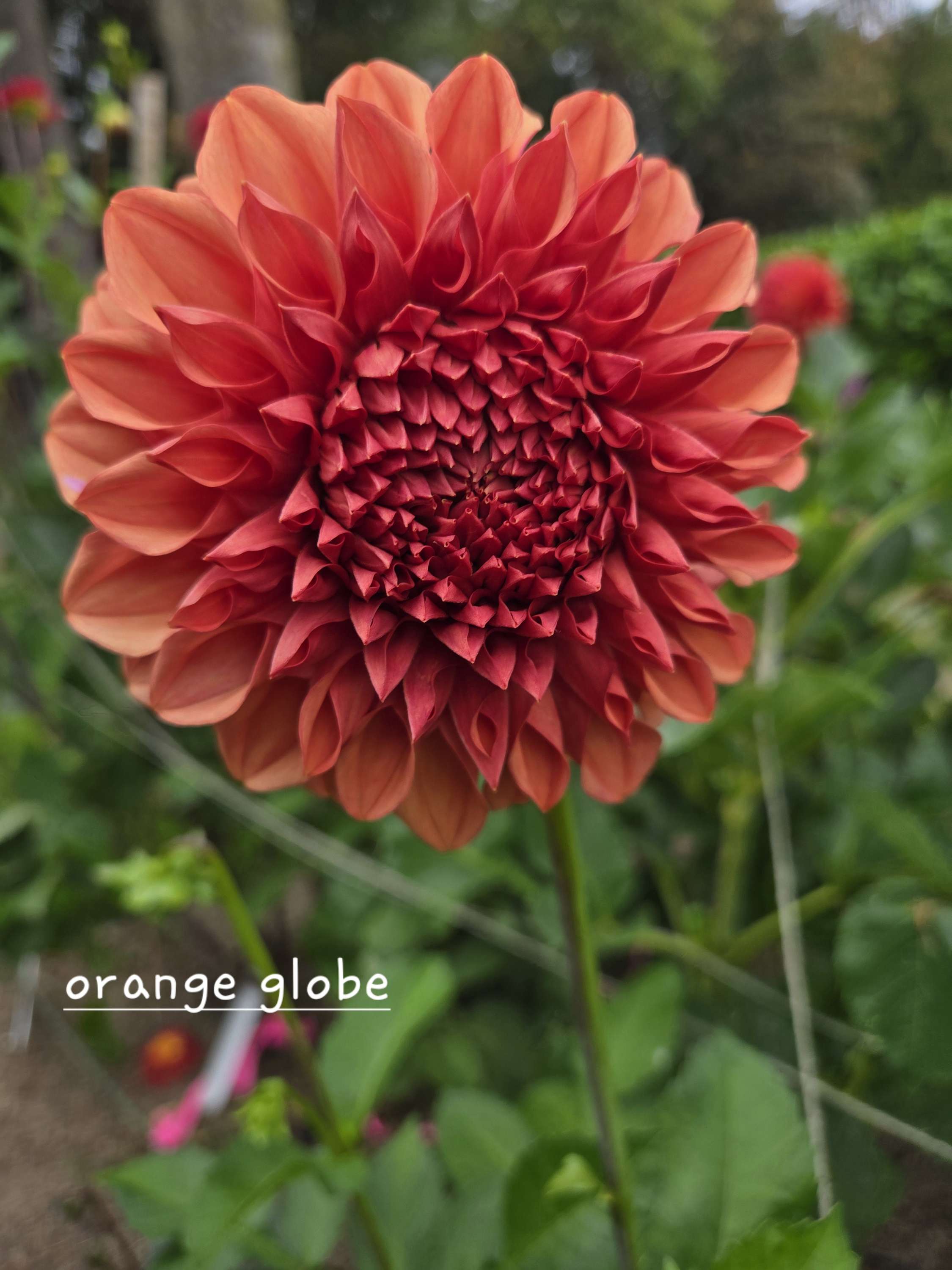 ORANGE GLOBE image 2