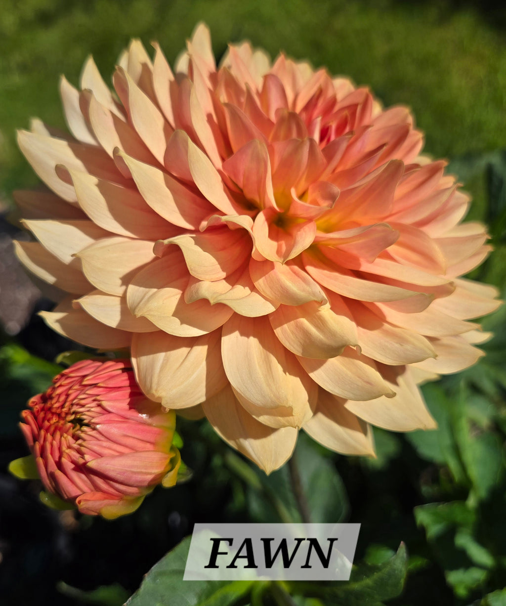 FAWN image 0