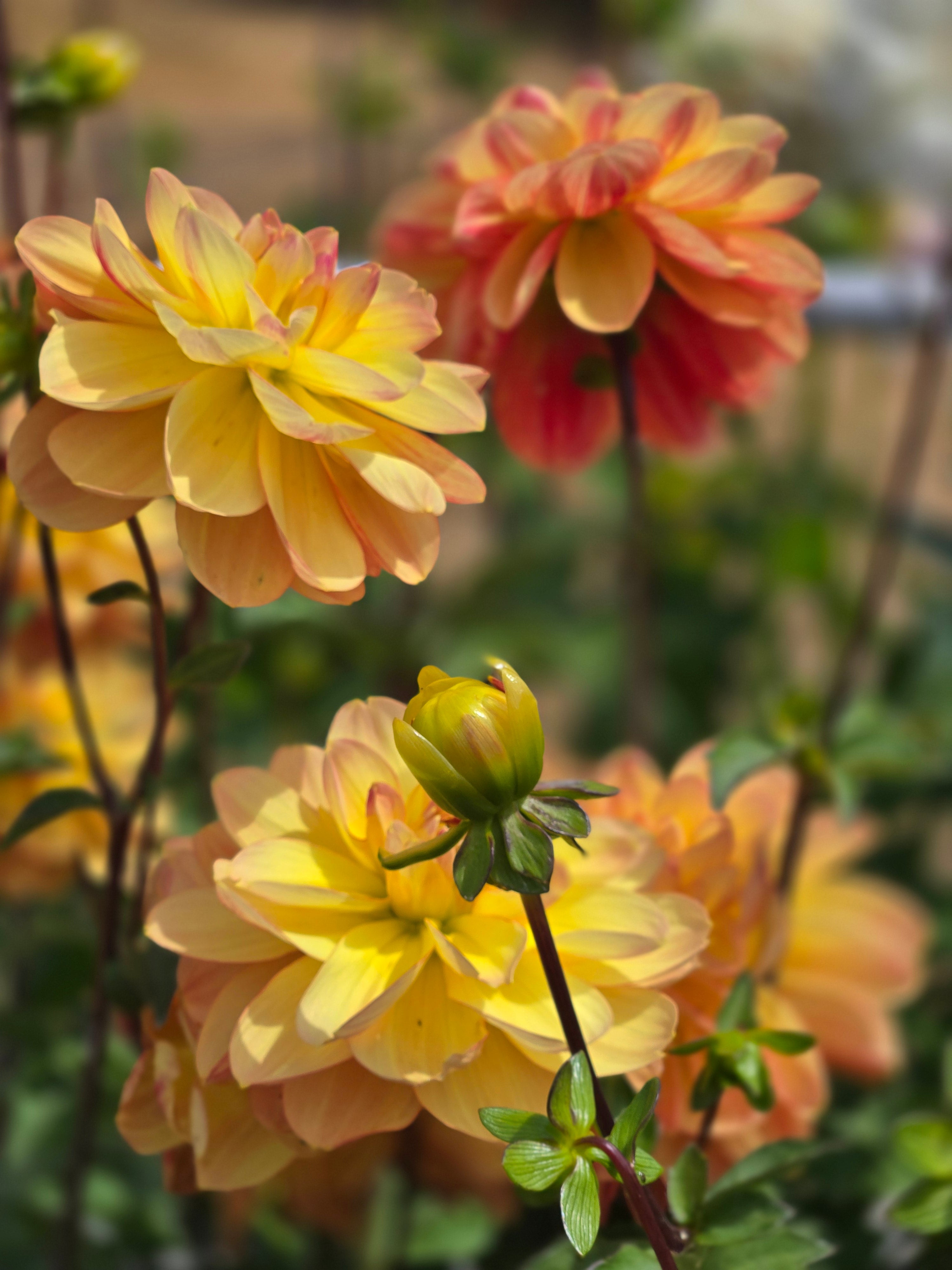 GARDEN TIME image 1