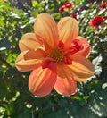 BLOOMQUIST ALOHA image 0