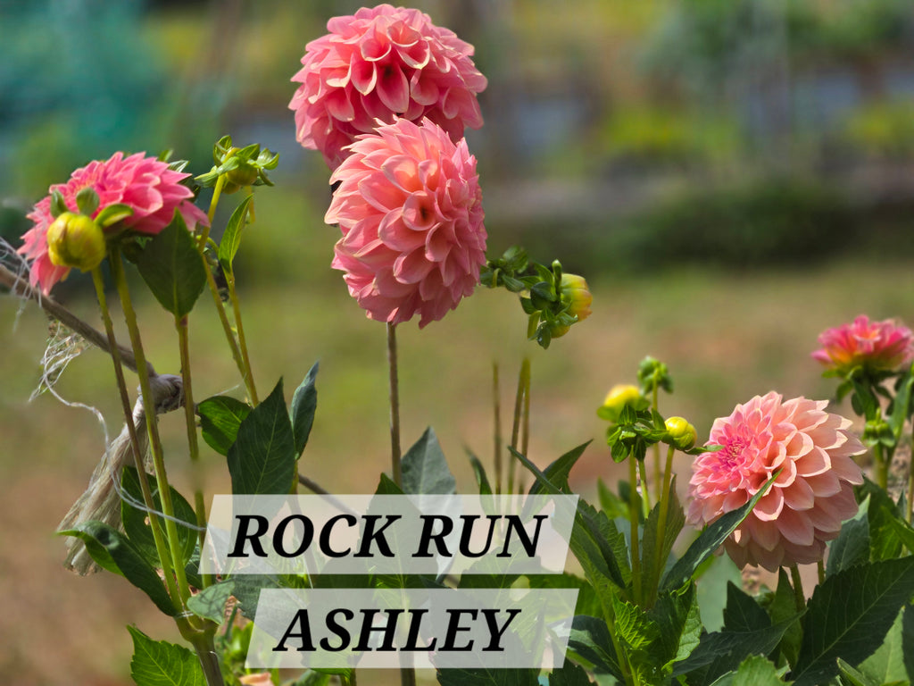 ROCK RUN ASHLEY image 2
