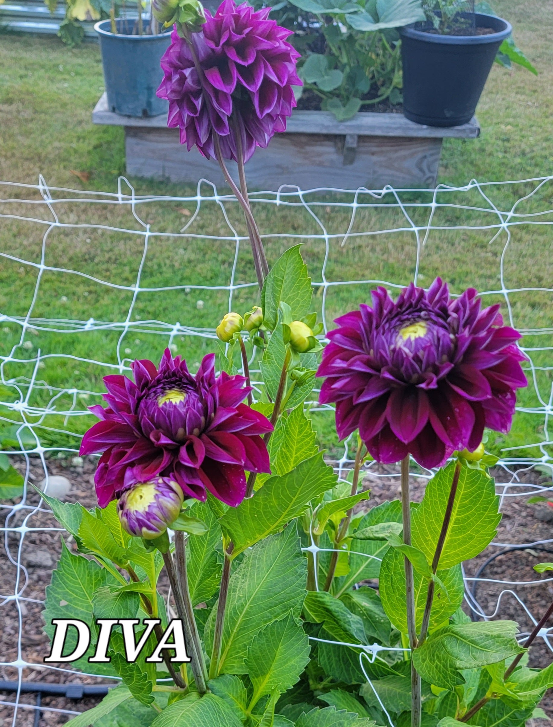 DIVA image 2