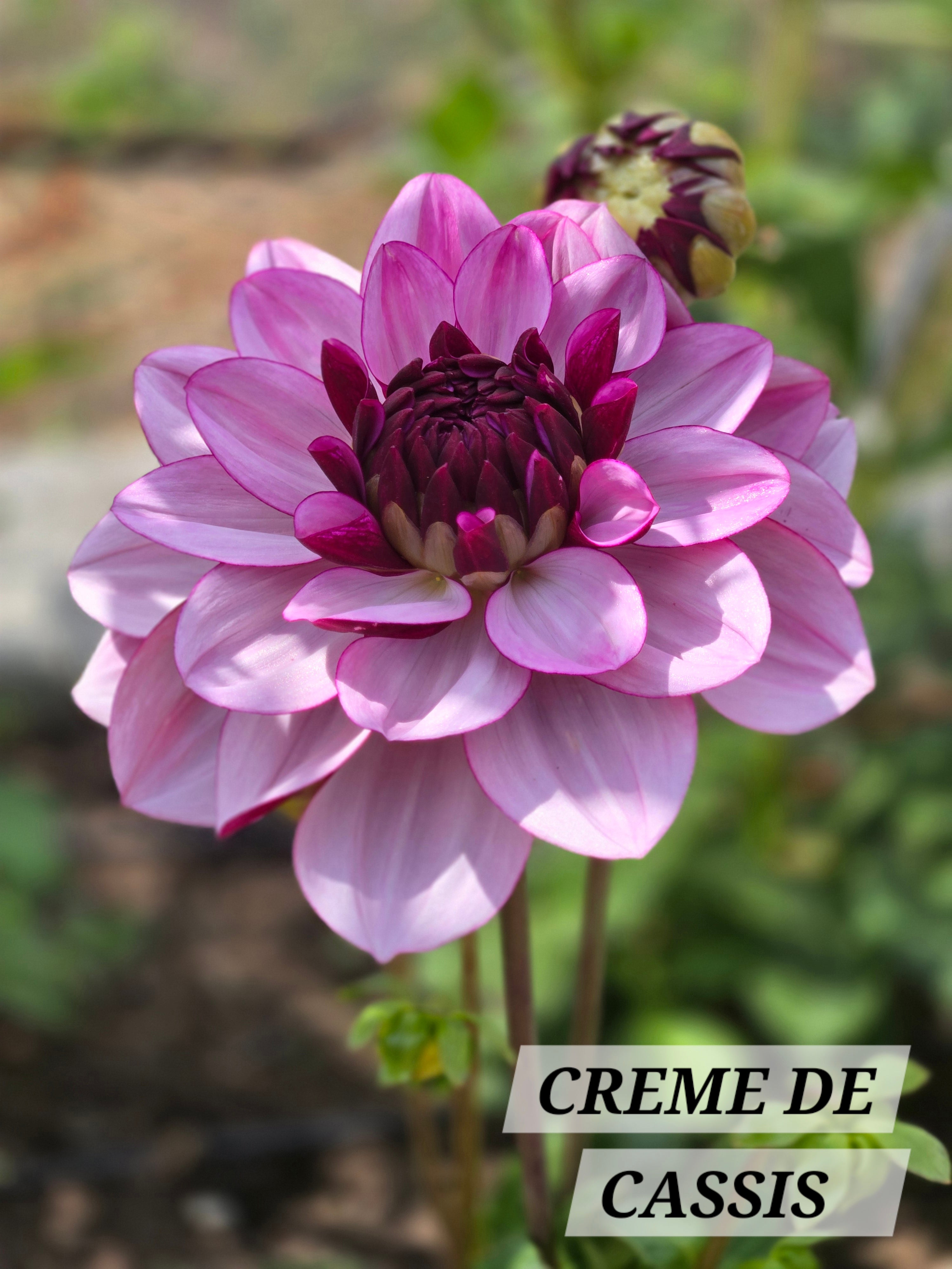 CREME DE CASSIS image 2