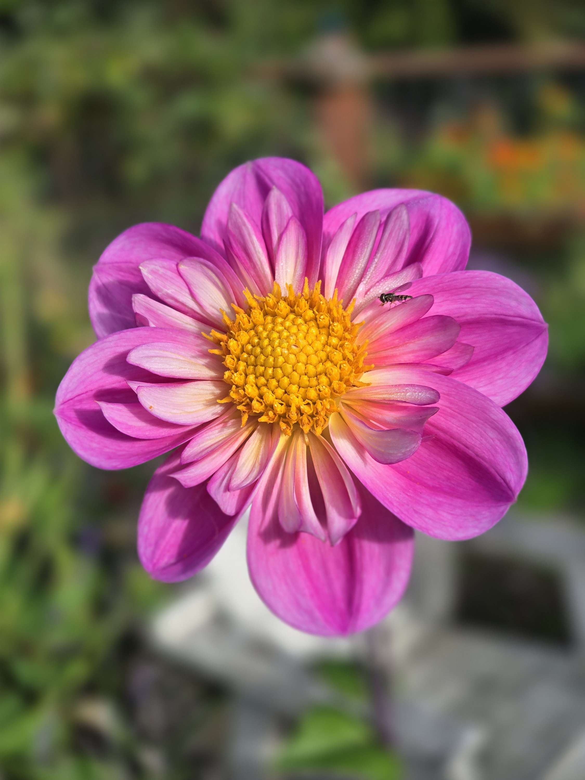 BLOOMQUIST ARISE image 0