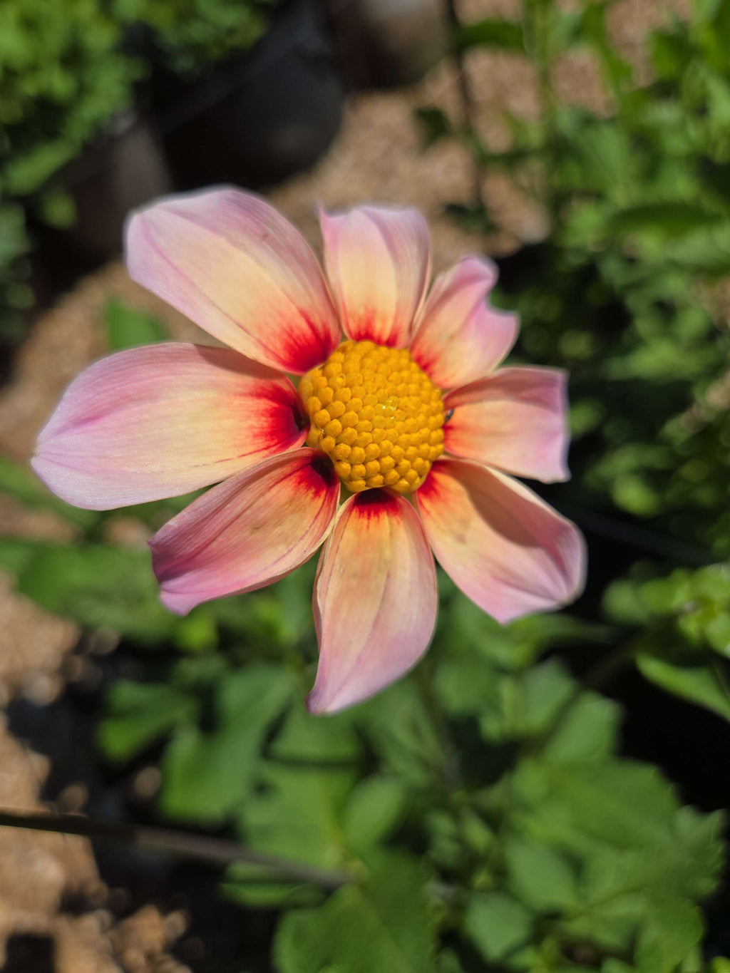 DAISY image 0