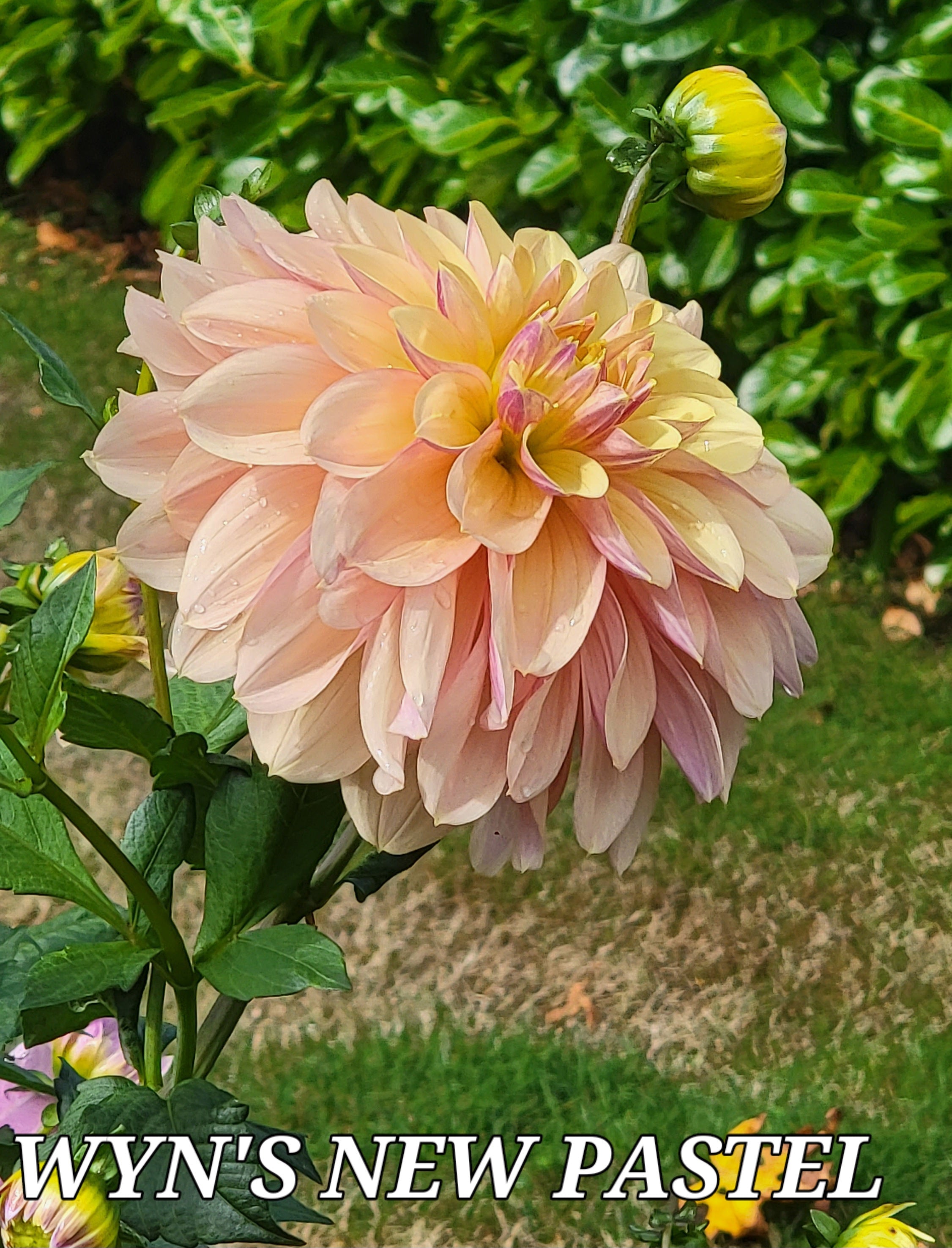 WYN'S NEW PASTEL image 0