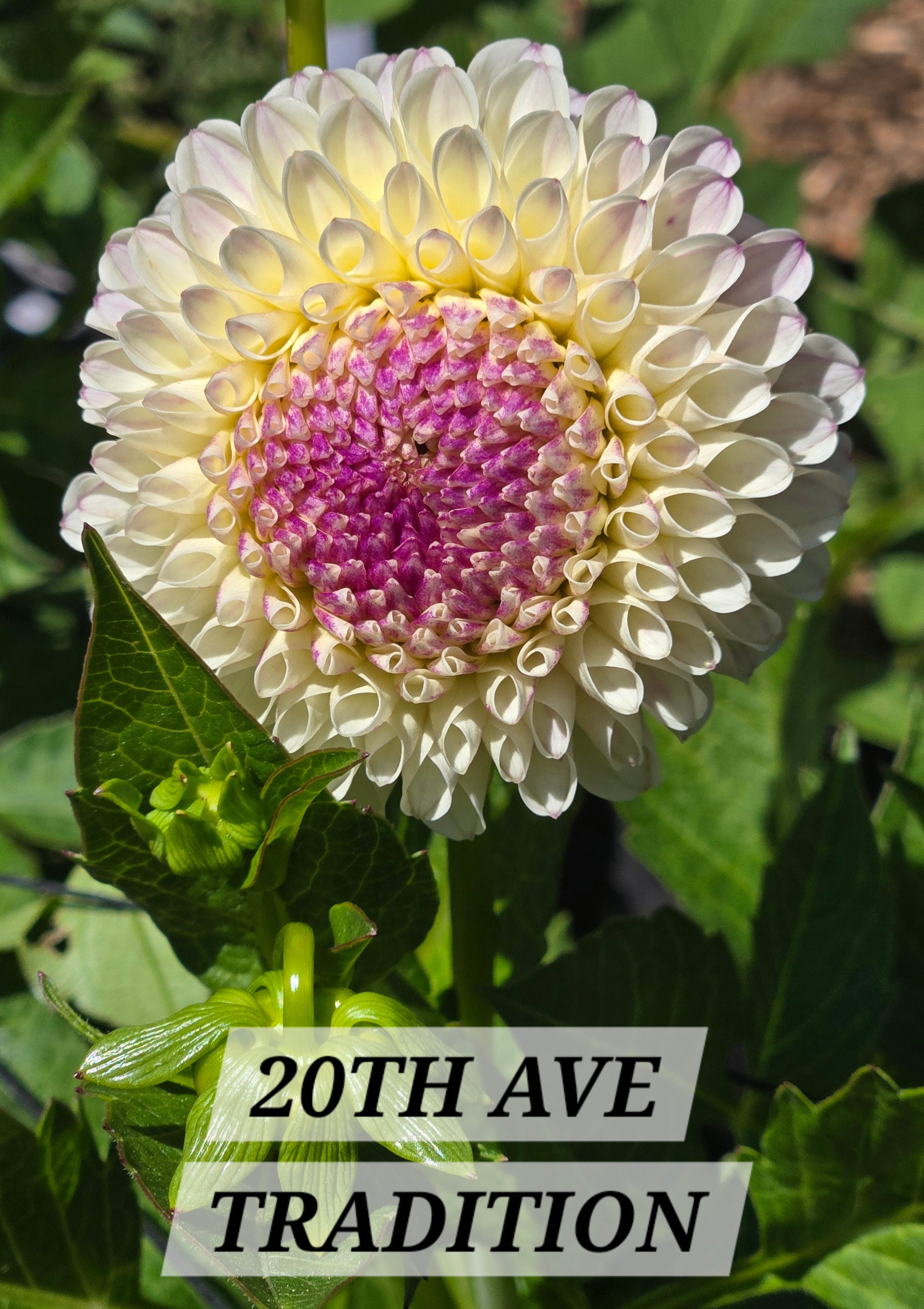 20TH AVE TRADITION image 0
