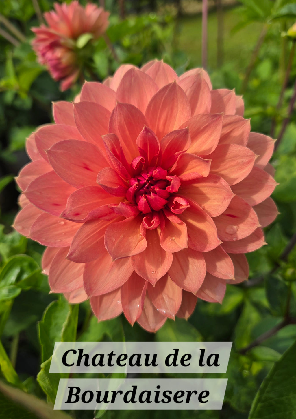CHATEAU DE LA BOURDAISERE image 2
