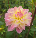 BLISS image 0