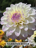 NARROW'S RYDER image 0