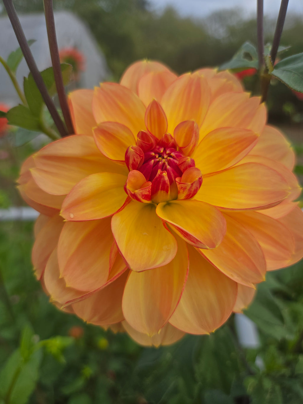 GARDEN TIME image 3