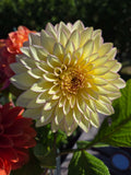BLOOMQUIST BLUSH image 0
