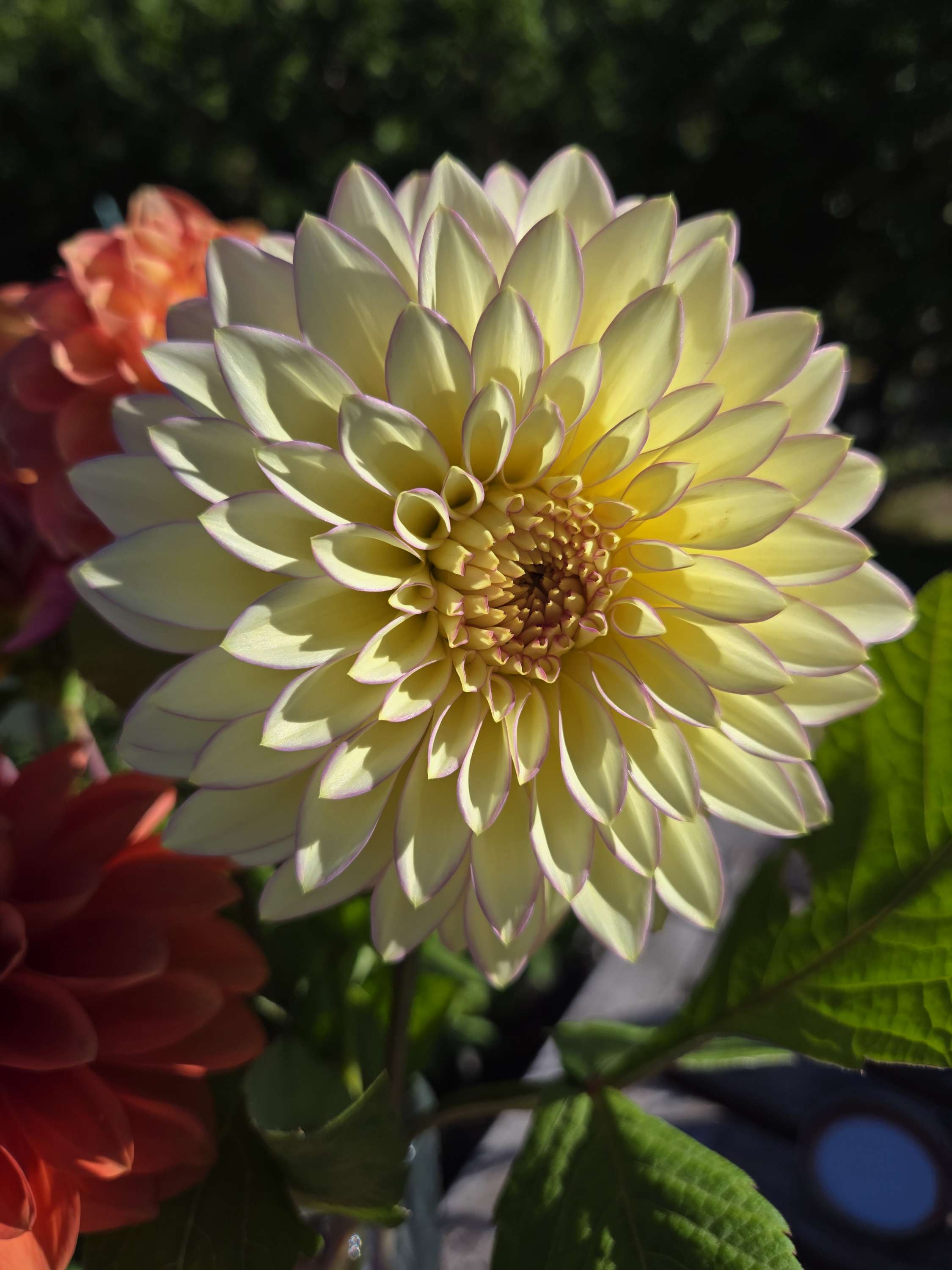 BLOOMQUIST BLUSH image 0